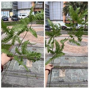 ต้นไม้ประดิษฐ์สีเขียวพร้อมใบมังกร ใบตาข่าย ใบทรานเดสคานเทีย เซบรินา ลิลลี่ แบมบู ขนาด 30 ซม.-100 ซม. สำหรับตกแต่งงานแต่งงาน - Product Image 3