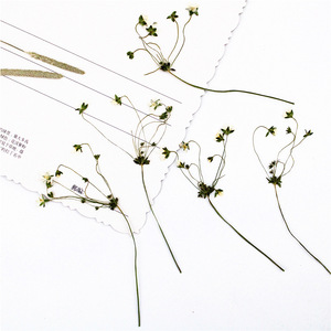 Fleurs blanches étoilées séchées et pressées avec tiges pour résine, coques de téléphone, marque-pages, scrapbooking et artisanat - Product Image 4