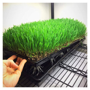 <strong>Seed</strong> Sprouter Tray <strong>Wheatgrass</strong> Microgreen Hydroponic Tray extra Strength Durable 1020 Plant <strong>Seed</strong> Growing Starter Tray - Product Image 6