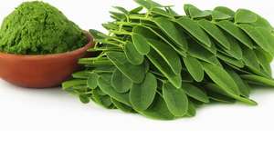 Moringa séché du Vietnam de haute qualité au meilleur prix - Product Image 6