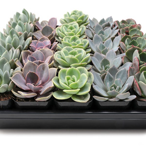 Rosetas de Echeveria al por mayor, plantas suculentas para arreglos de suculentas en macetas de 2 pulgadas - Product Image 1