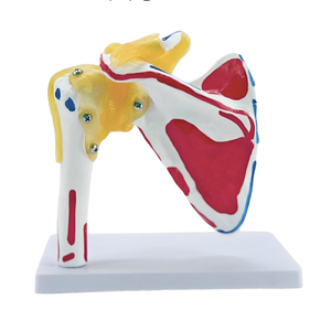 Modelo de Esqueleto de Articulación del <span class=keywords><strong>Hombro</strong></span> a Tamaño Real, Herramienta de Enseñanza de Anatomía de <span class=keywords><strong>Huesos</strong></span> y Músculos para Simulador de Entrenamiento Médico - Product Image 1