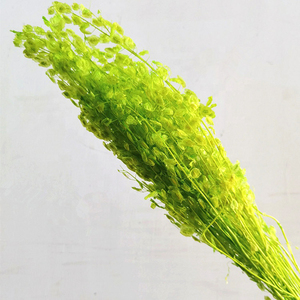 Préservé petit pétale lunaria mort nature fleurs séchées - Product Image 2