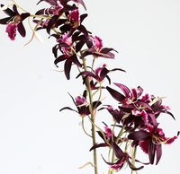S610 Anggrek Dendrobium Buatan Tangan Berkualitas Tinggi Gaya Modern Baru dari Australia untuk Dekorasi Pesta Hotel Rumah.