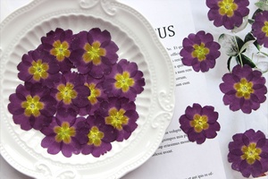 12 pezzi/sacchetto Fiori di <span class=keywords><strong>Primula</strong></span> Pressati - Product Image 6