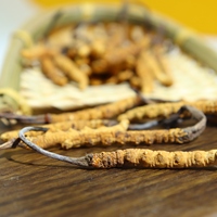 Haute Qualité Naturel Tibet Cordyceps sinensis Sauvage Séché Tianshi Cordyceps Militaris Organique Mycélium Cordyceps Champignon