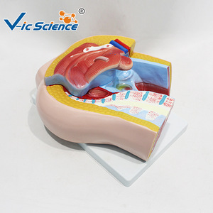 Modèle anatomique sagittal féminin en deux parties, outil pédagogique pour la démonstration anatomique du système reproducteur et urinaire. - Product Image 3