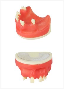 Modello mandibolare dentale in resina Danter con osso cancelloso 6x7x3cm modello A2028 per la pratica dell'impianto nella scienza medica - Product Image 6