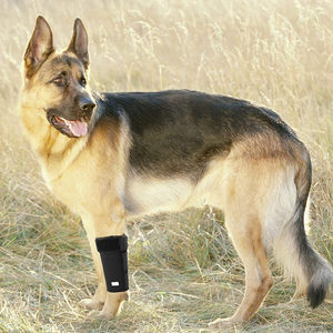الجملة الكلب الناب الجبهة الساق BraceDog دعامة لف الركبة دعم مع يحمي الجروح هدفين يشفي ويمنع إصابات - Product Image 2
