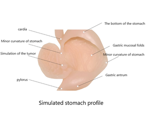 แบบจำลองการฝึกผ่าตัดทางนรีเวชวิทยาสำหรับการสอนการจำลองการผ่าตัดกระเพาะอาหารระดับสูง ขนาดเท่าคนจริง 1:1 - Product Image 6