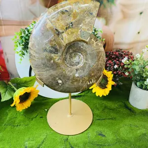 Wholesale Natural Ammonite Polished Conch Ammonite Fossil For Collectors Pretty ornament