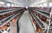 Conception et installation de bâtiments en structure métallique pour 10 000 poules pondeuses