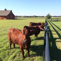 Paneles de Corral para Caballos y Ganado de Acero con Recubrimiento en Polvo, Valla de Alta Calidad para Corrales, Fácil de Montar para Corrales de Ganado y Alimentadores