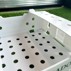 Rau quả tươi và trái cây nhựa PP hộp sóng bơ packgeing hộp - Product Image 2