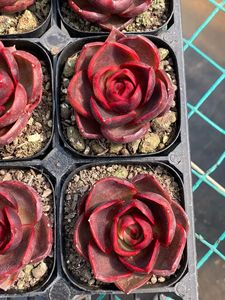 Suculentas Echeveria Red Light con Macetas, Ecológicas, 6-8cm de Altura, Decoración Moderna de Lujo para el Hogar, Adornos Decorativos al por Mayor - Product Image 4