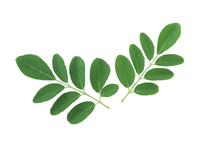 Ekstrak Bubuk Moringa 99% Bubuk Daun Moringa Bubuk Daun Moringa