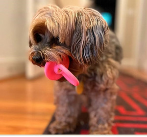 Chupete <span class=keywords><strong>para</strong></span> <span class=keywords><strong>Perros</strong></span> Pequeños y Cachorros - Chupete de Látex/Goma Suave <span class=keywords><strong>para</strong></span> <span class=keywords><strong>Perros</strong></span> - Cumple <span class=keywords><strong>con</strong></span> los Mismos Estándares de Seguridad que los Juguetes <span class=keywords><strong>para</strong></span> Bebés - Product Image 3