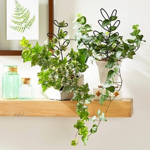 Supports de plantes de jardin en métal en forme de feuille, treillis de grimpée courbé <span class=keywords><strong>pour</strong></span> plantes - Product Image 5