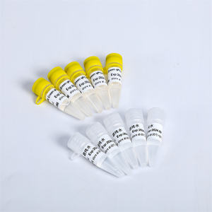 Mistura SYBR <span class=keywords><strong>Green</strong></span> QPCR DNA <span class=keywords><strong>PCR</strong></span> em Tempo Real P2092 1ml X5 - Product Image 4