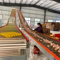 Cage à poules pondeuses de type H entièrement automatique pour une aviculture efficace