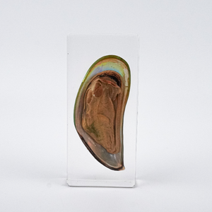 Gran oferta de fábrica, proveedor de artesanía, animales marinos, <span class=keywords><strong>mejillones</strong></span>, decoraciones, vida marina, mariscos reales, taxidermia, espécimen de resina - Product Image 6