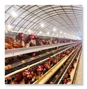 Poultry farming equipment for cage layer in chicken farm With Low Price