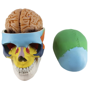 Modelo de Cráneo Humano de 8 Partes, Anatomía del Cerebro - Product Image 2