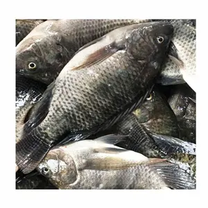 Pescado redondo entero de tilapia viva congelada con productos a granel IQF suministrados desde China