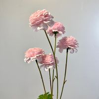 5 têtes de fleurs artificielles de renoncule, tige unique de qualité supérieure pour arrangements de mariage, décoration intérieure, accessoires de photographie