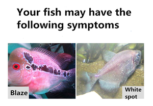 Sunsun Wit Geest Papegaai Kaart Koi Vis Goudvis Body Wit Spot Vloeibare Niet-Vis Geneeskunde Vloeibare - Product Image 3