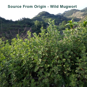 Wild Mugwort secchi sbavature foglie sfuse Custom Artemisia OEM Pack/bustine di tè per la purificazione bagno massaggio estratto di infusione di erbe - Product Image 2