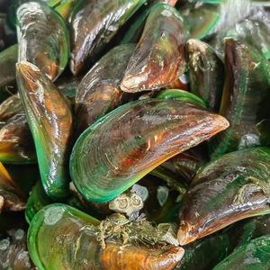 Mejillón verde congelado de media concha de origen chileno - Product Image 1