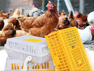 Tavuk ördek için kanatlı taşıma kafesi havalandırmalı istiflenebilir plastik kanatlı kasalar - Product Image 5