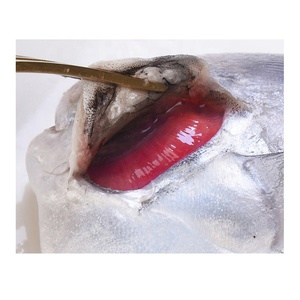 ใหม่ฤดูเงิน <span class=keywords><strong>Pomfret</strong></span> แช่แข็งสีขาว <span class=keywords><strong>Pomfret</strong></span> ปลาที่มีขนาด80-100-150-200g - Product Image 6