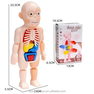Kit mainan rakitan pendidikan sains DIY, Model Organ tubuh manusia, alat pengajaran medis, batang 3D, mainan Model anatomi Puzzle