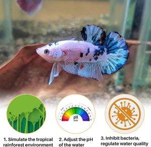 Grandes feuilles <span class=keywords><strong>de</strong></span> <span class=keywords><strong>Catappa</strong></span> pour aquariums, feuilles d'amande, conditionneur d'eau pour Betta, aquarium pour crevettes, décorations pour aquarium <span class=keywords><strong>de</strong></span> Betta, <span class=keywords><strong>feuille</strong></span> <span class=keywords><strong>de</strong></span> Betta - Product Image 4