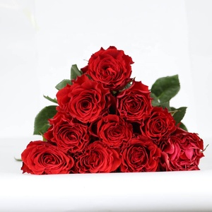 Rose Rosse Fresche Recise di Altissima Qualità Cherish Red Regalo di San Valentino 2023 Decorazione di Nozze per la Casa - Product Image 4