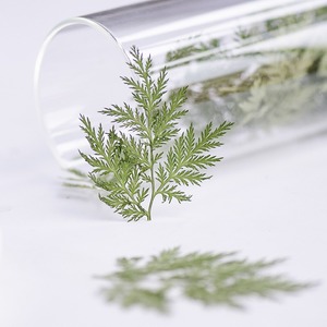 Artemisia Annua <span class=keywords><strong>Pine</strong></span> Natural Real Flower Espécimen en relieve Pegamento Funda para teléfono Marco DE FOTOS Nail Art - Product Image 1