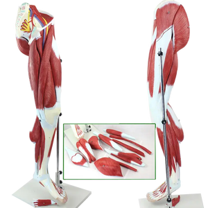 Modelo Anatómico <span class=keywords><strong>de</strong></span> Plástico <span class=keywords><strong>de</strong></span> los Músculos <span class=keywords><strong>de</strong></span> <span class=keywords><strong>la</strong></span> <span class=keywords><strong>Pierna</strong></span> <span class=keywords><strong>Humana</strong></span>, Anatomía Muscular <span class=keywords><strong>de</strong></span> <span class=keywords><strong>la</strong></span> <span class=keywords><strong>Pierna</strong></span> - Product Image 4