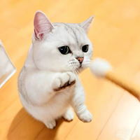 Jouet pour chat en feutre de laine kaki clair, écologique, non toxique, résistant aux morsures, bâton à mâcher pour chaton, couleur personnalisée, vente en gros usine