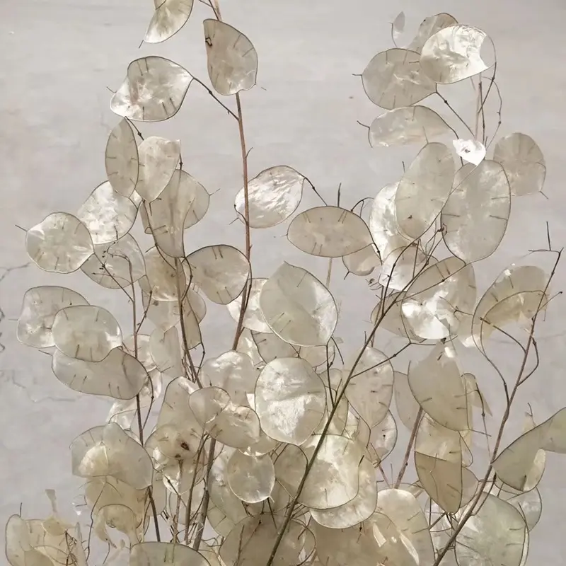 2020 heißer Verkauf Floristen Versorgung Getrocknete Lunaria Annua-extrakt & Geld Pflanze Blume Für Trockene Eringium Blume Kunst
