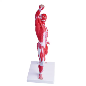 Modelo de Maniquí Anatómico, Torso de Cuerpo <span class=keywords><strong>Humano</strong></span> con Músculos y <span class=keywords><strong>Esqueleto</strong></span>, <span class=keywords><strong>para</strong></span> Educación Médica y Ciencia, Impreso a Color - Product Image 2
