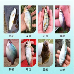 Stream Fishing Rig Nylon Thread Crucian Carp Freshwater Fishing Hook With Barbed Point Small Fish Target - Product Image 4