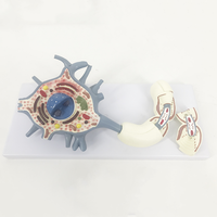 Modèle d'anatomie du neurone humain N012, modèle de neurone moteur pour les sciences médicales