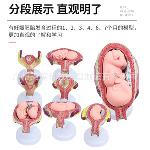 Modelo del proceso de embarazo y desarrollo; modelo embrionario de planificación familiar; modelo de demostración de planificación familiar; modelo fetal; - Product Image 5