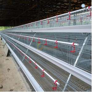 <span class=keywords><strong>Jaulas</strong></span> <span class=keywords><strong>de</strong></span> pollo, jaula <span class=keywords><strong>de</strong></span> capacidad <span class=keywords><strong>para</strong></span> 160 <span class=keywords><strong>pájaros</strong></span>, capa <span class=keywords><strong>de</strong></span> Kenia, <span class=keywords><strong>jaulas</strong></span> <span class=keywords><strong>de</strong></span> pollo <span class=keywords><strong>de</strong></span> <span class=keywords><strong>segunda</strong></span> <span class=keywords><strong>mano</strong></span> <span class=keywords><strong>para</strong></span> 2000 <span class=keywords><strong>pájaros</strong></span>, granjas pequeñas - Product Image 4