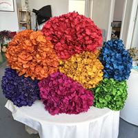Pasokan Pabrik Bunga Hydrangea Mophead Awet, Hydrangea Daun Besar, Bunga Asli Tahan Lama untuk Rangkaian Bunga Kerajinan DIY
