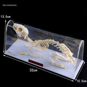 J43106 Kaninchen-und Fischs kelett proben 43109 Pigeon Skeleton Middle School Biologie-Lehr instrument aus Kunststoff - Product Image 6