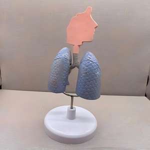 Modelo de Asma del Tracto Respiratorio y Pulmón - Herramienta Educativa de Pulmonología - Product Image 3