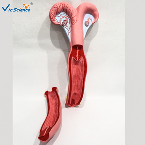 Modèle d'utérus <span class=keywords><strong>bovin</strong></span> sectionné haute simulation pour l'enseignement de l'anatomie vétérinaire et la <span class=keywords><strong>formation</strong></span> en insémination artificielle CE/ISO/ROHS/CNAS - Product Image 1